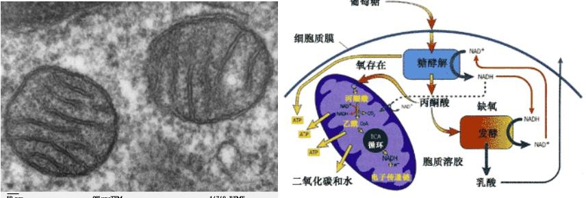 生命体征：判断病情轻重的关键指标，你了解